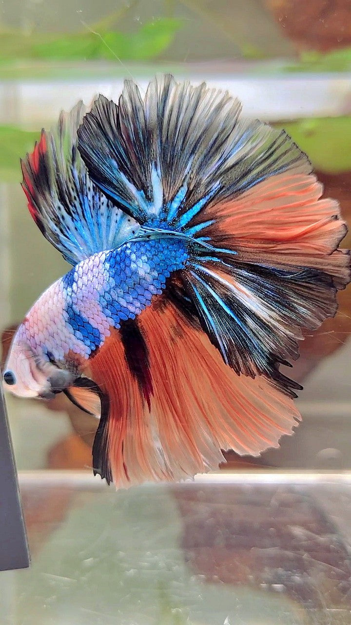 HALFMOON OVERTAIL ROSETAIL NEMO BLAU FANTASTISCHER MEHRFARBIGER BETTA-FISCH