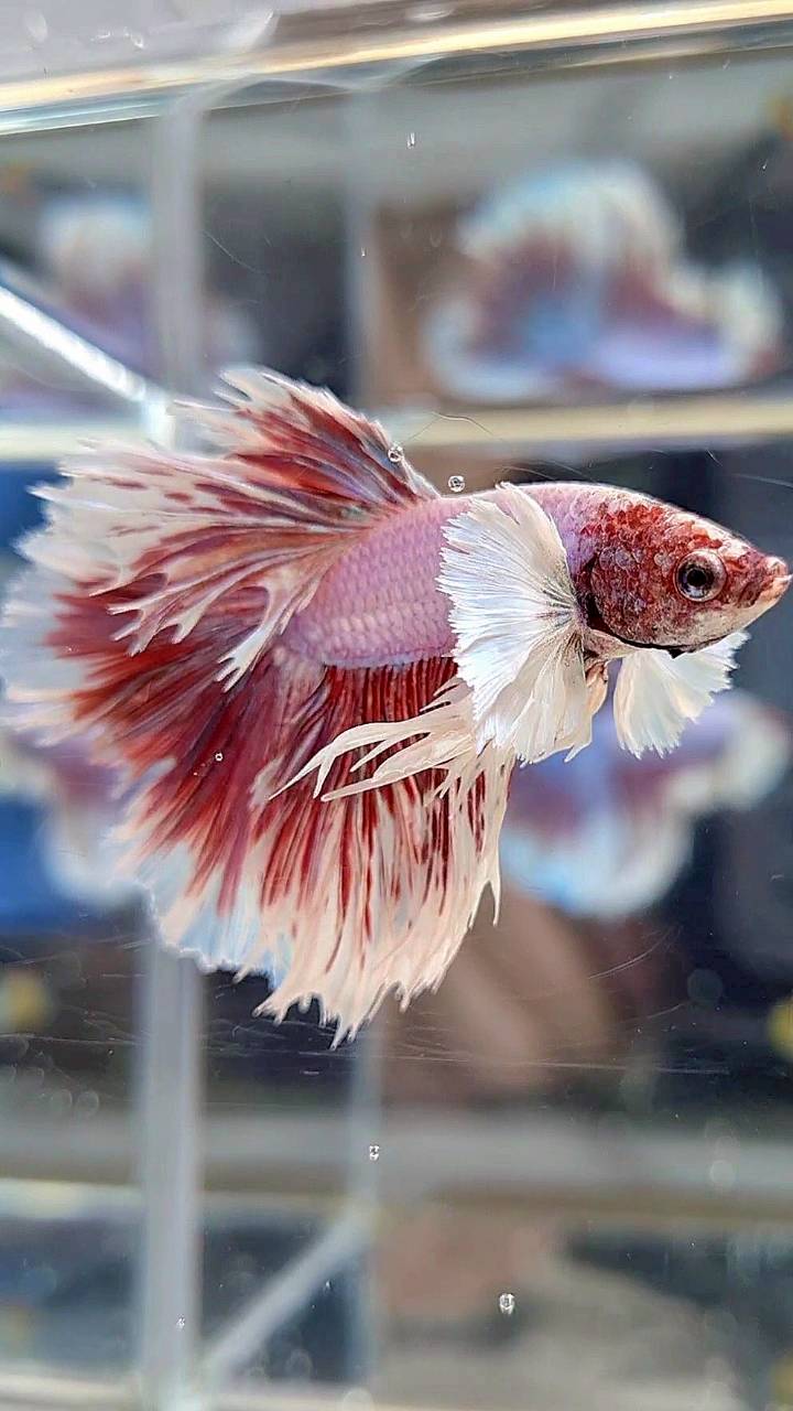 KING ROSETAIL HALFMOON DUMBO EAR WHITE LAVENDER BETTA FISH