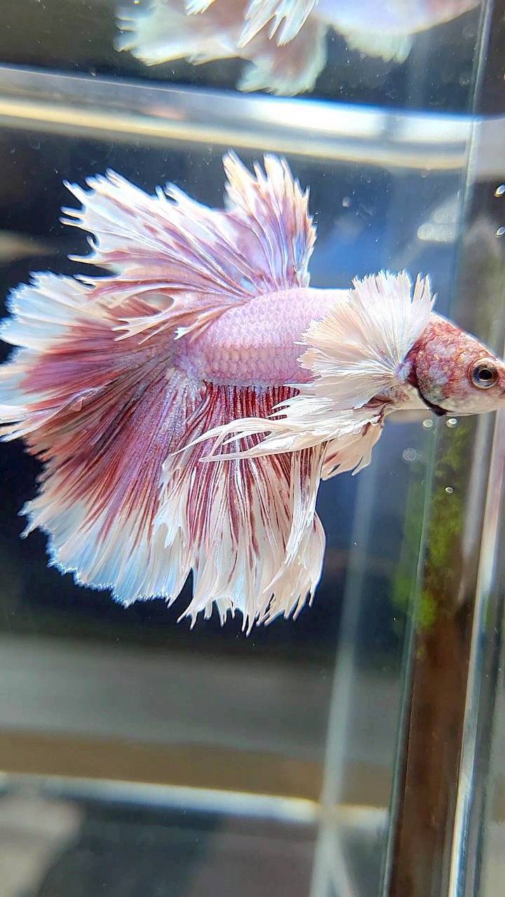 KING ROSETAIL HALFMOON DUMBO EAR WHITE LAVENDER BETTA FISH