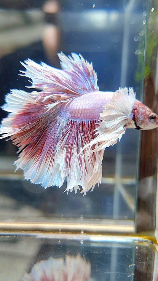 KING ROSETAIL HALFMOON DUMBO EAR WHITE LAVENDER BETTA FISH