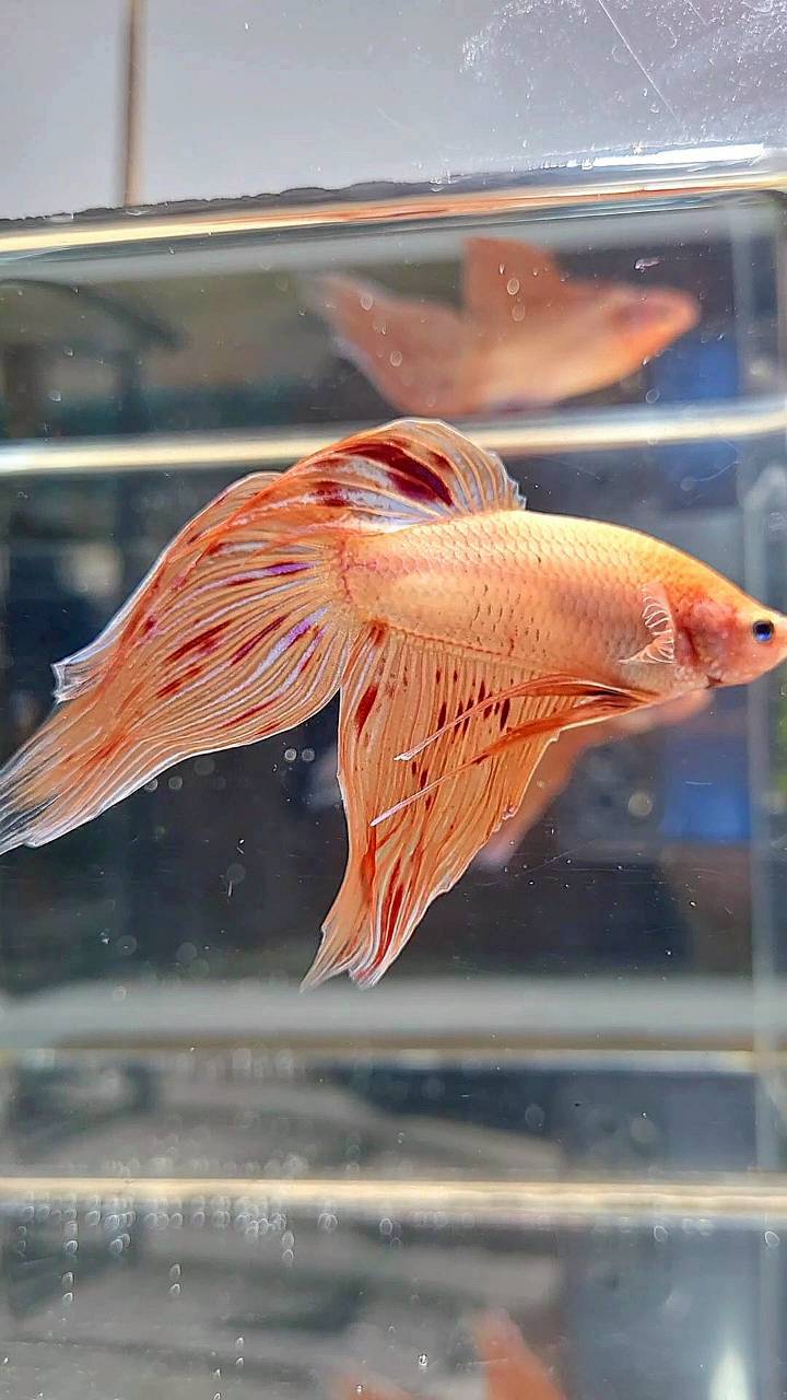 VEILTAIL ARMAGEDDON BETTA FISH
