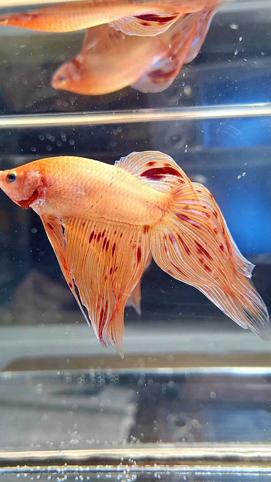 VEILTAIL ARMAGEDDON BETTA FISH