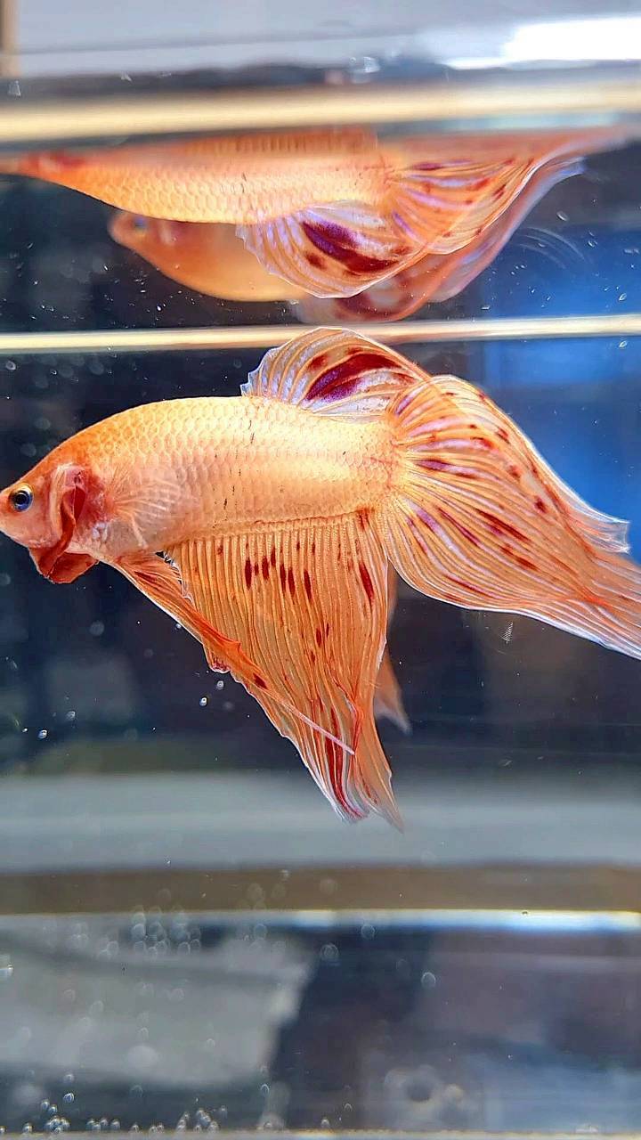 VEILTAIL ARMAGEDDON BETTA FISH