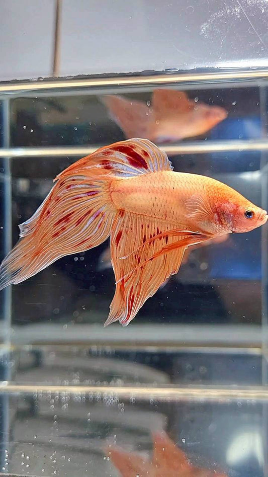 VEILTAIL ARMAGEDDON BETTA FISH