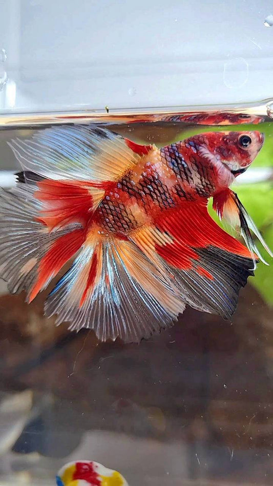 HALFMOON DOUBLE TAIL MULTICOLOR FIRE BETTA FISH