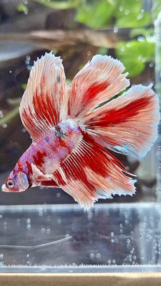 HALFMOON DOUBLE TAIL BARONGSAI RED WHITE GALAXY MULTICOLOR BETTA FISH