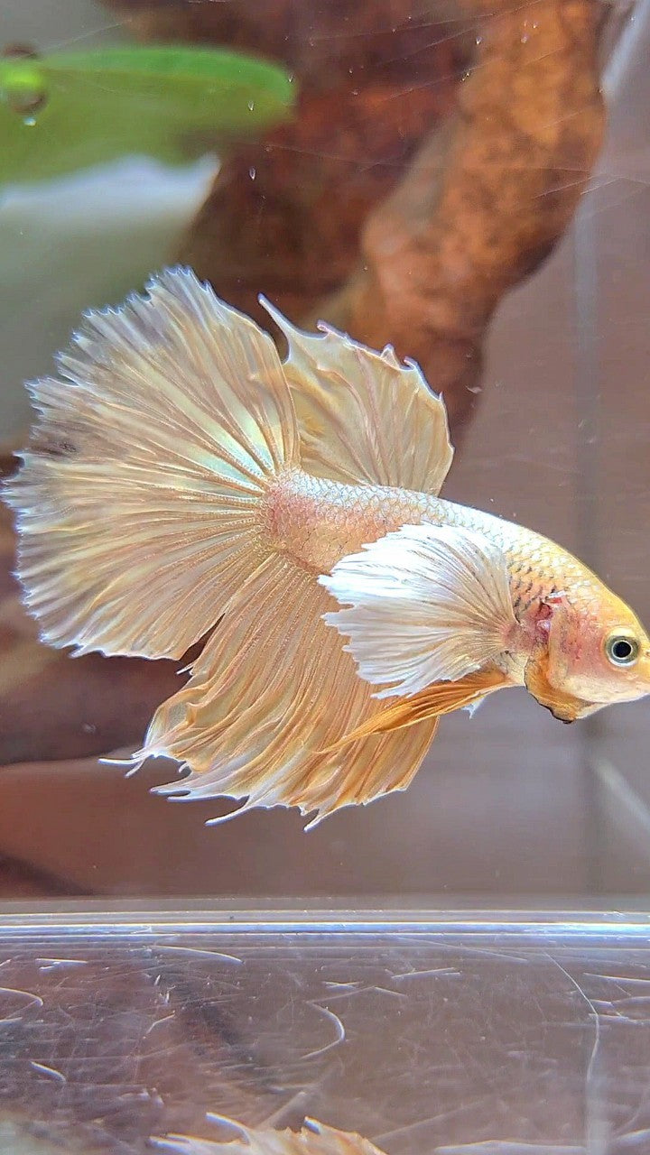 HALFMOON DUMBO OHR SUPER GOLD BETTA FISCH