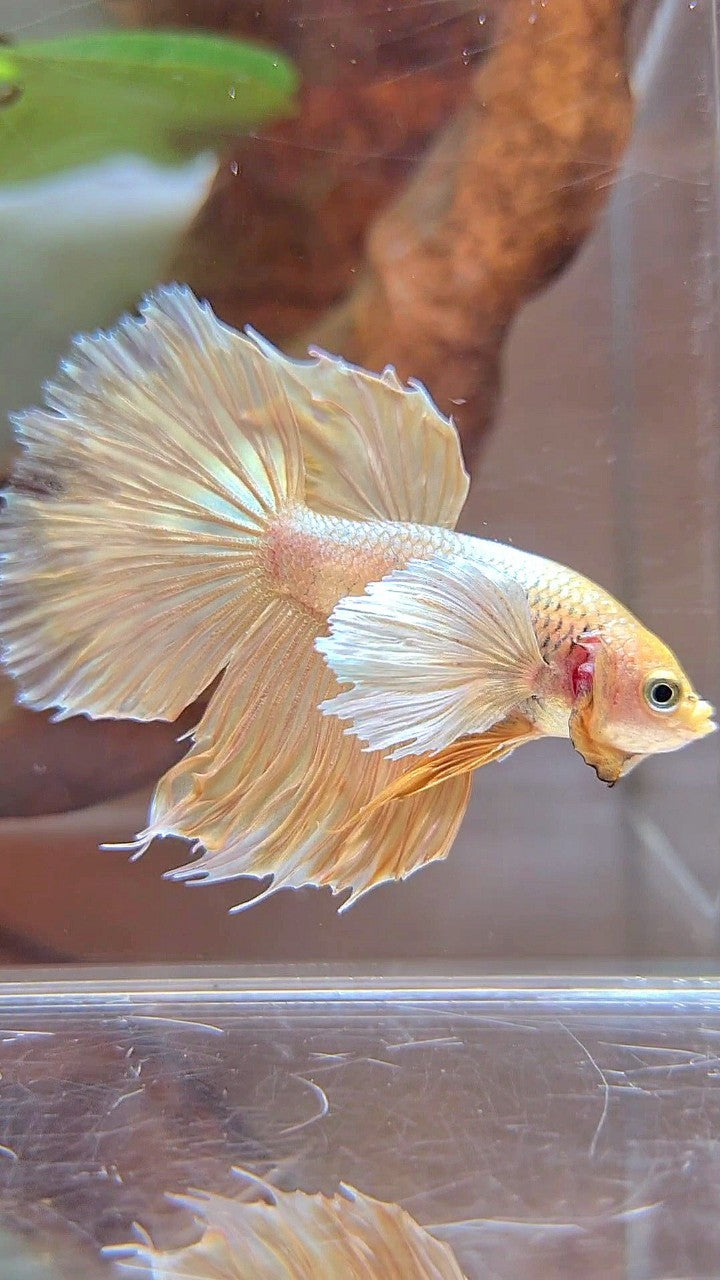 HALFMOON DUMBO OHR SUPER GOLD BETTA FISCH