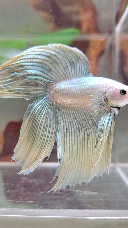 XL VEILTAIL DOUBLE TAIL GRIZZLE YELLOW COPPER BETTA FISH