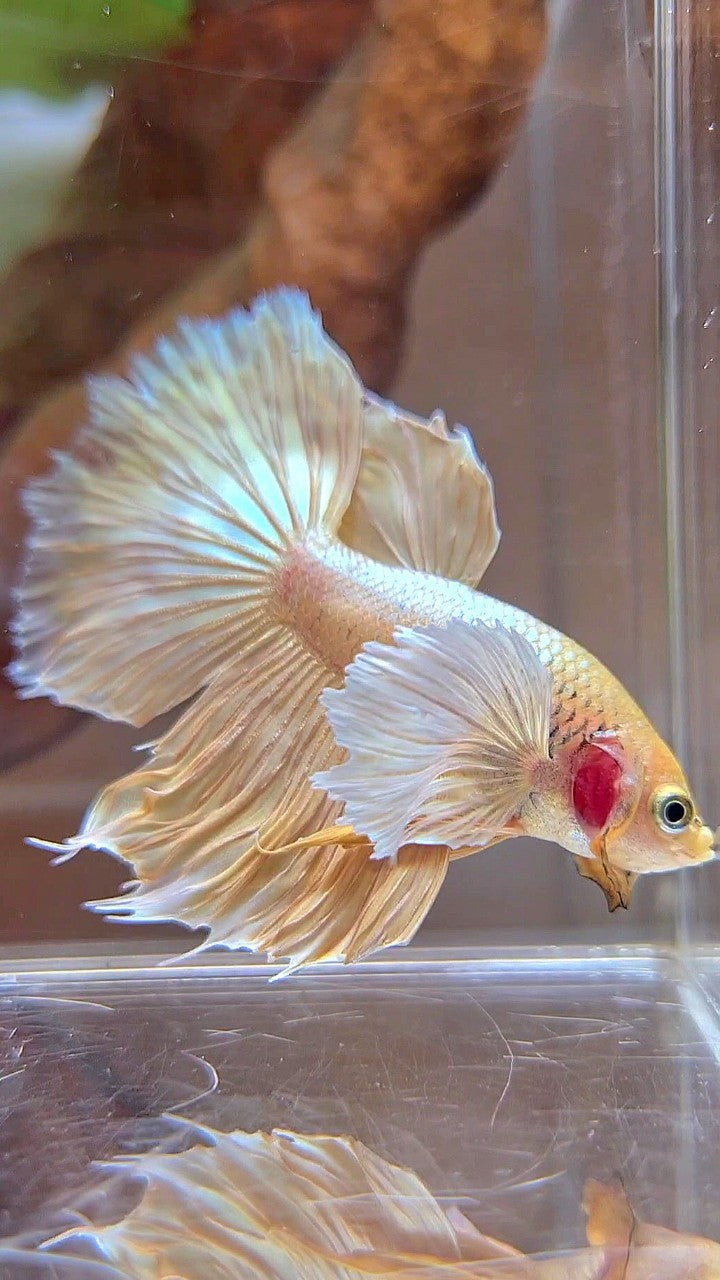 HALFMOON DUMBO EAR SUPER GOLD BETTA FISH