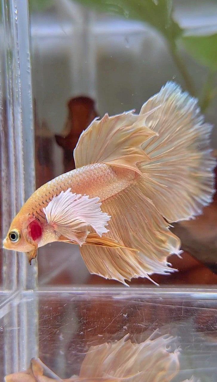 HALFMOON DUMBO OHR SUPER GOLD BETTA FISCH