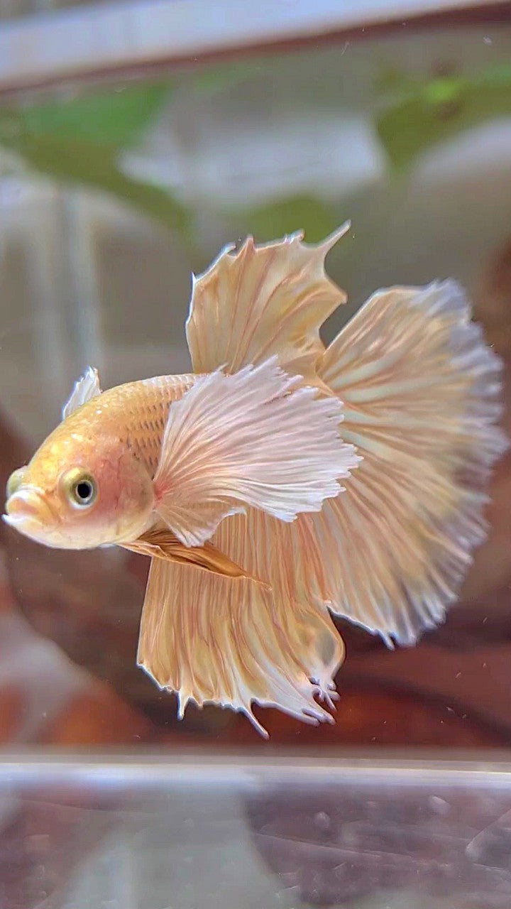 HALFMOON DUMBO OHR SUPER GOLD BETTA FISCH