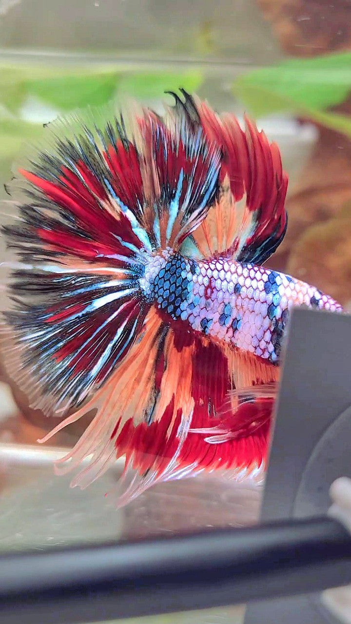 XL HALFMOON OVERTAIL ROSETAIL BLAU FANCY FIRE MULTICOLOR BETTA FISH