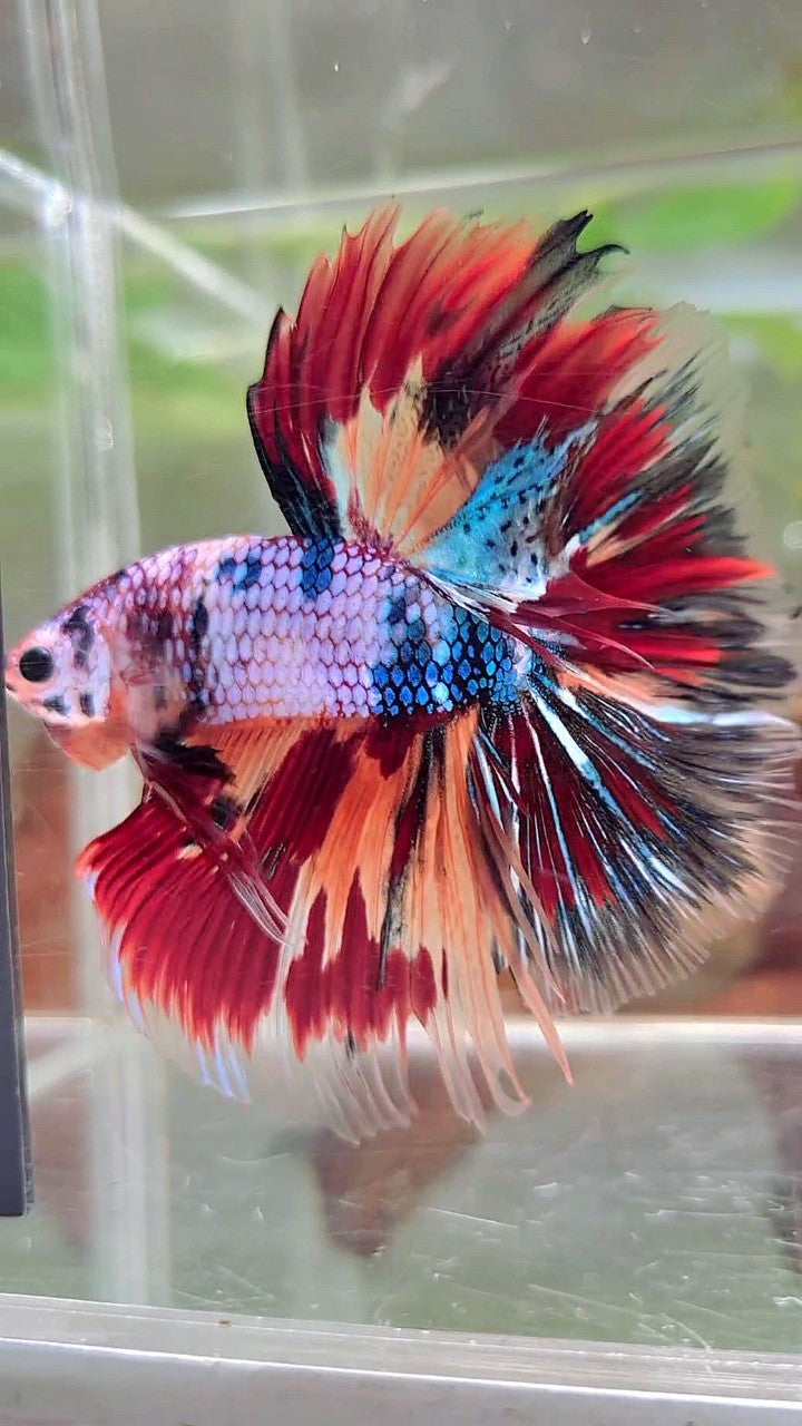 XL HALFMOON OVERTAIL ROSETAIL BLAU FANCY FIRE MULTICOLOR BETTA FISH