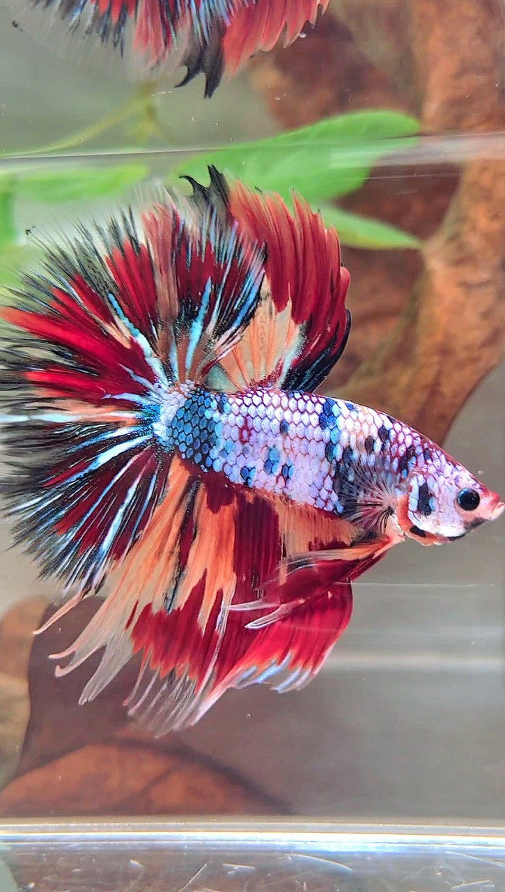 XL HALFMOON OVERTAIL ROSETAIL BLAU FANCY FIRE MULTICOLOR BETTA FISH