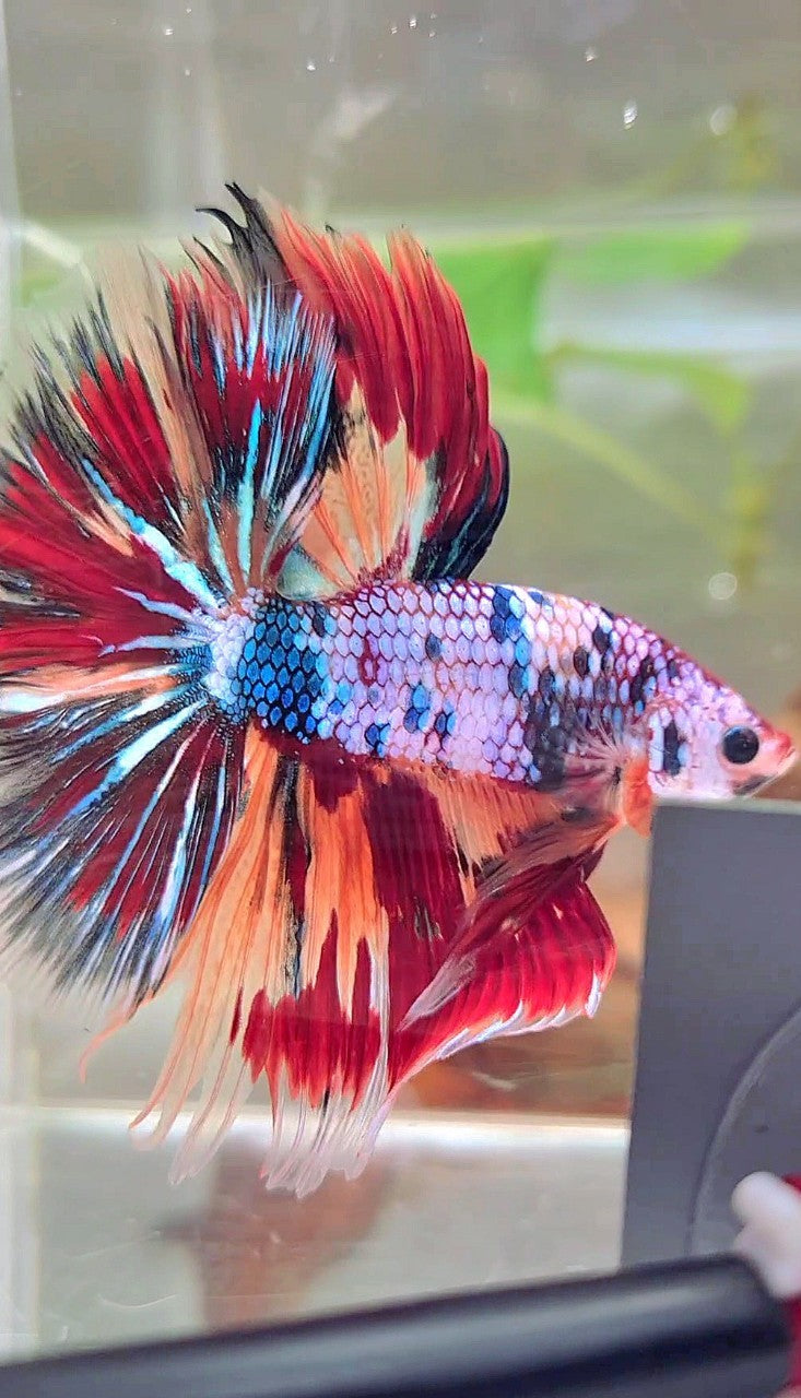 XL HALFMOON OVERTAIL ROSETAIL BLUE FANCY FIRE MULTICOLOR BETTA FISH Rare Betta Fish Store