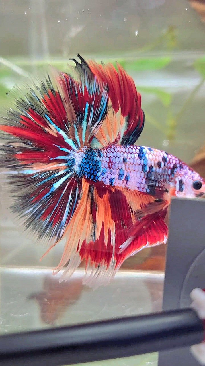 XL HALFMOON OVERTAIL ROSETAIL BLUE FANCY FIRE MULTICOLOR BETTA FISH