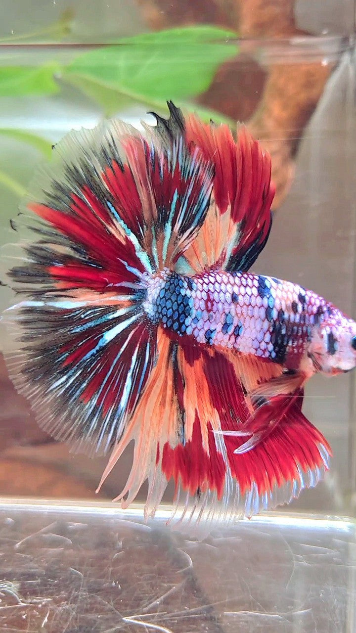 XL HALFMOON OVERTAIL ROSETAIL BLAU FANCY FIRE MULTICOLOR BETTA FISH