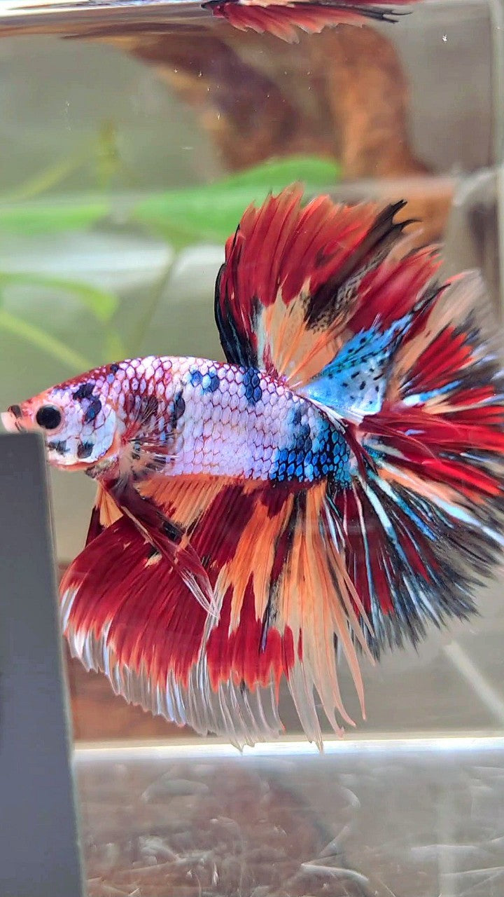 XL HALFMOON OVERTAIL ROSETAIL BLAU FANCY FIRE MULTICOLOR BETTA FISH