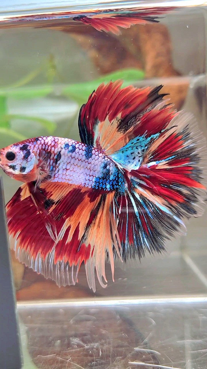 XL HALFMOON OVERTAIL ROSETAIL BLAU FANCY FIRE MULTICOLOR BETTA FISH