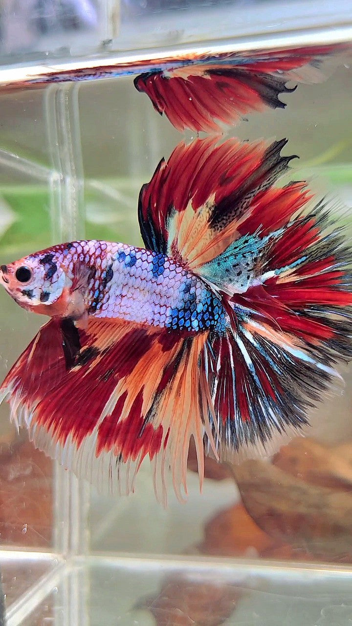 XL HALFMOON OVERTAIL ROSETAIL BLAU FANCY FIRE MULTICOLOR BETTA FISH