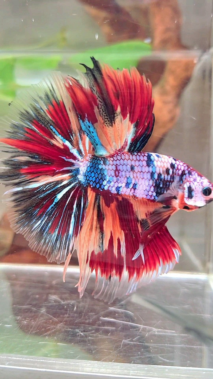 XL HALFMOON OVERTAIL ROSETAIL BLAU FANCY FIRE MULTICOLOR BETTA FISH