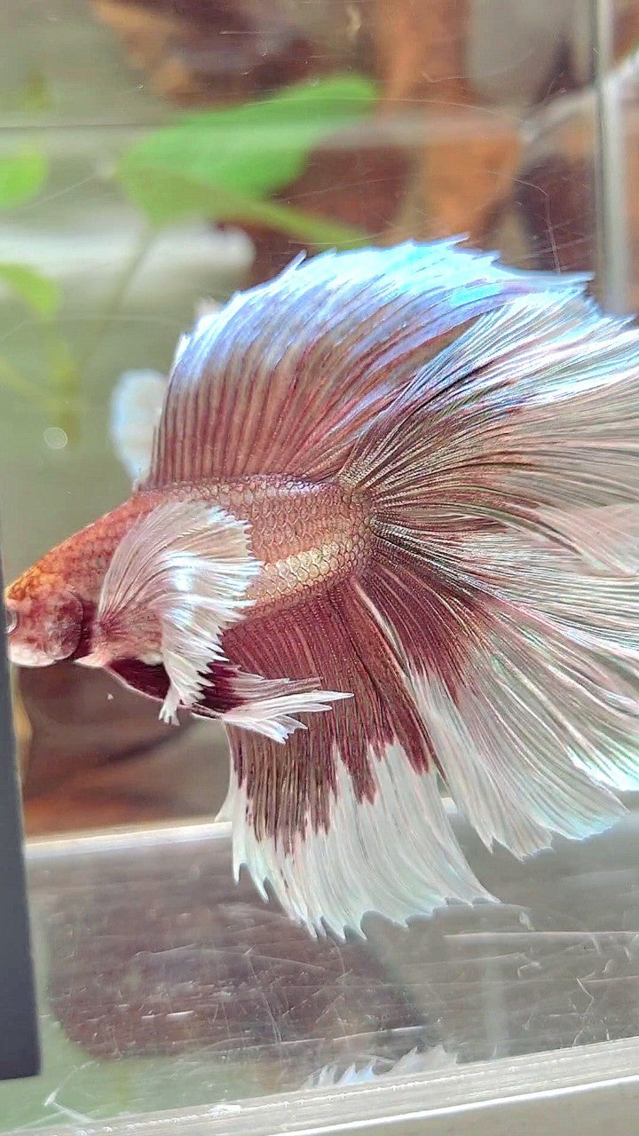 XL HALFMOON DOUBLE TAIL DUMBO EAR ROSEGOLD BUTTERFLY BETTA FISH