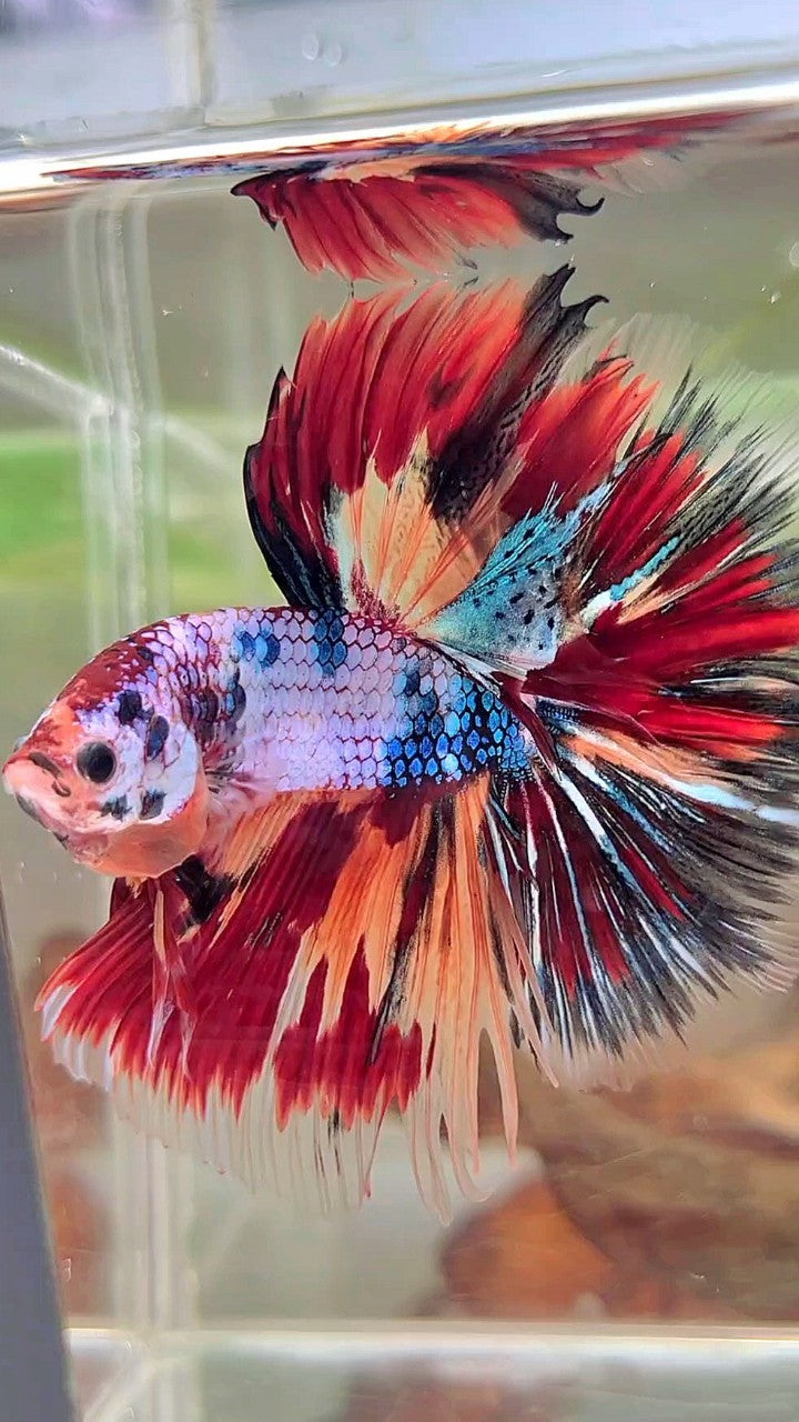 XL HALFMOON OVERTAIL ROSETAIL BLUE FANCY FIRE MULTICOLOR BETTA FISH