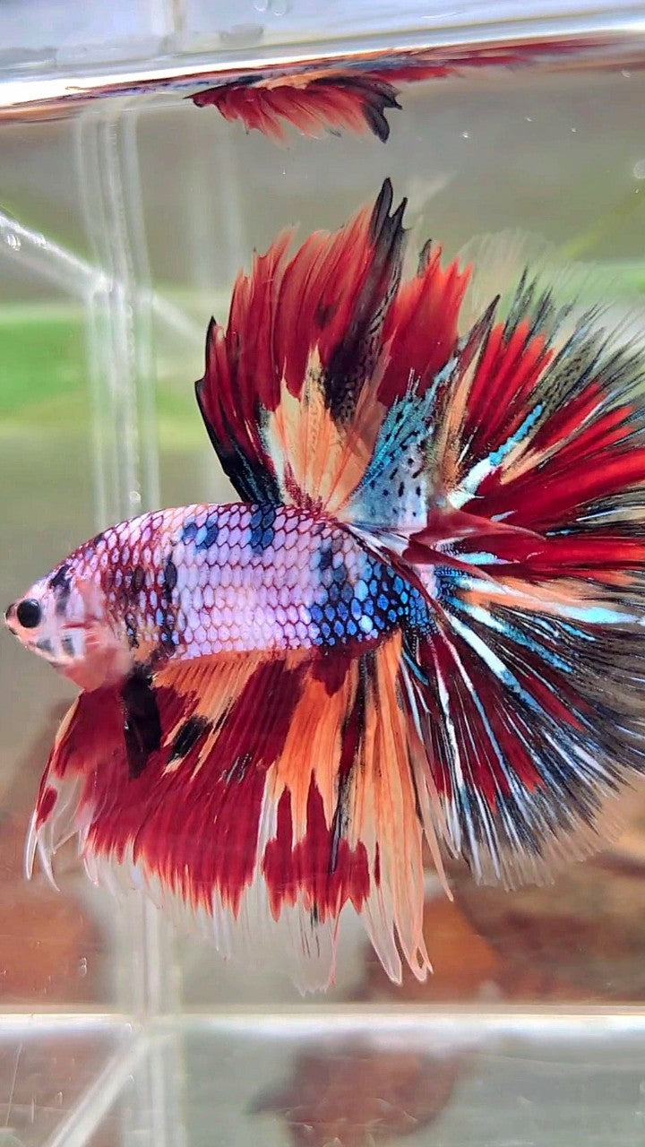 XL HALFMOON OVERTAIL ROSETAIL BLUE FANCY FIRE MULTICOLOR BETTA FISH