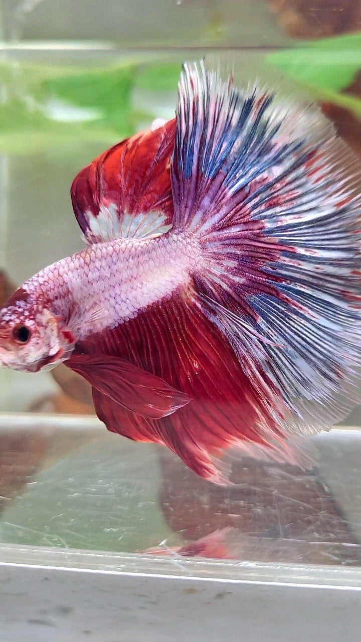 XL HALFMOON OVERTAIL ROSETAIL ROT WEIß FANTASTISCHER MEHRFARBIGER BETTA-FISCH