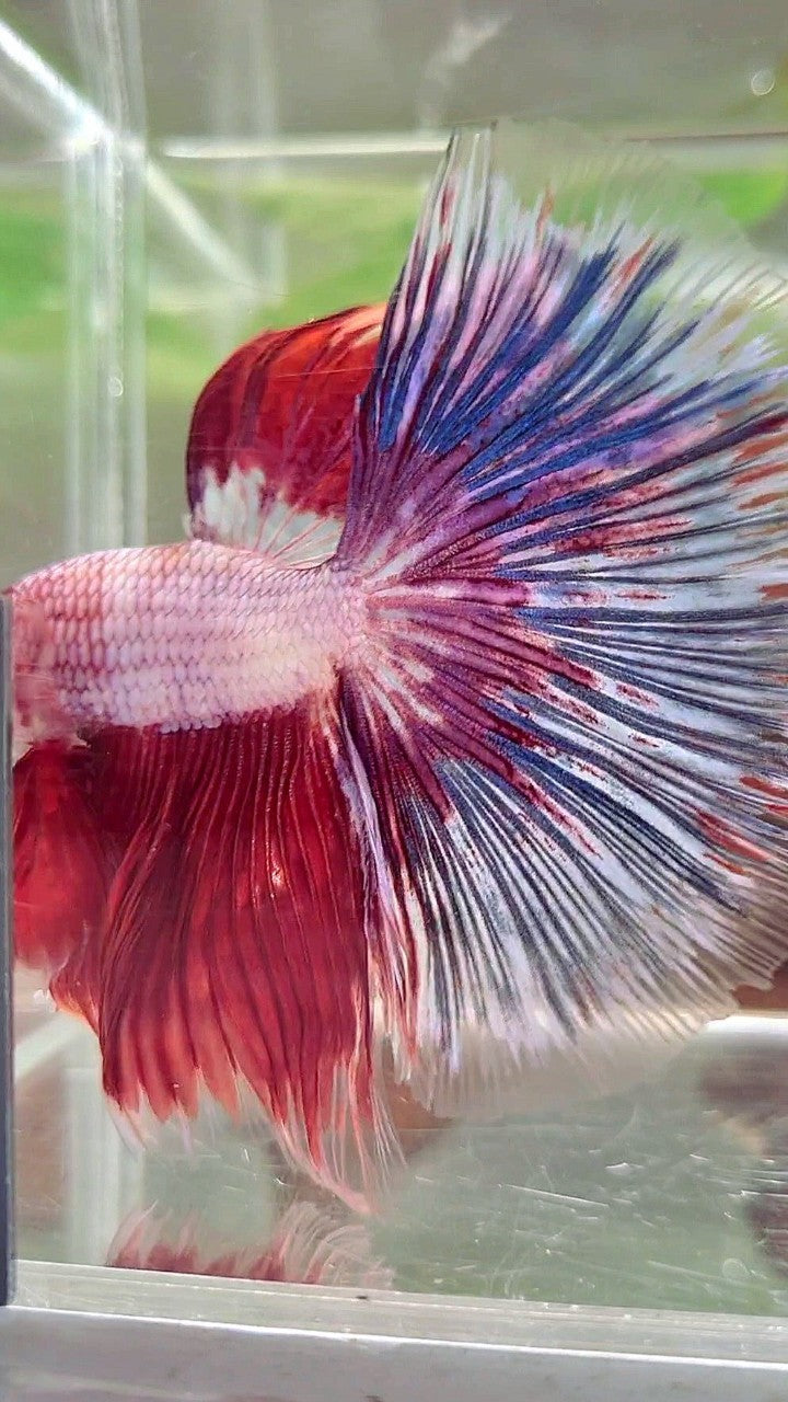 XL HALFMOON OVERTAIL ROSETAIL ROT WEIß FANTASTISCHER MEHRFARBIGER BETTA-FISCH