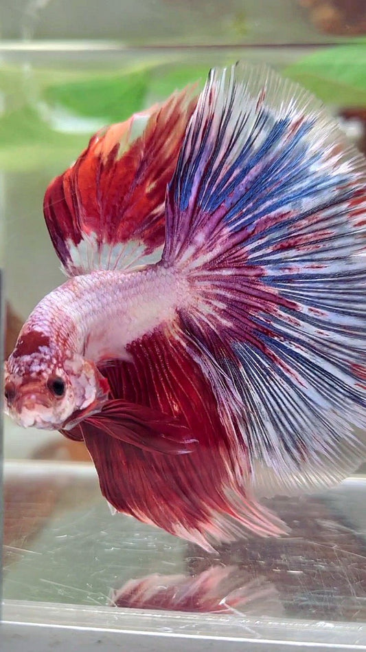 XL HALFMOON OVERTAIL ROSETAIL ROT WEIß FANTASTISCHER MEHRFARBIGER BETTA-FISCH