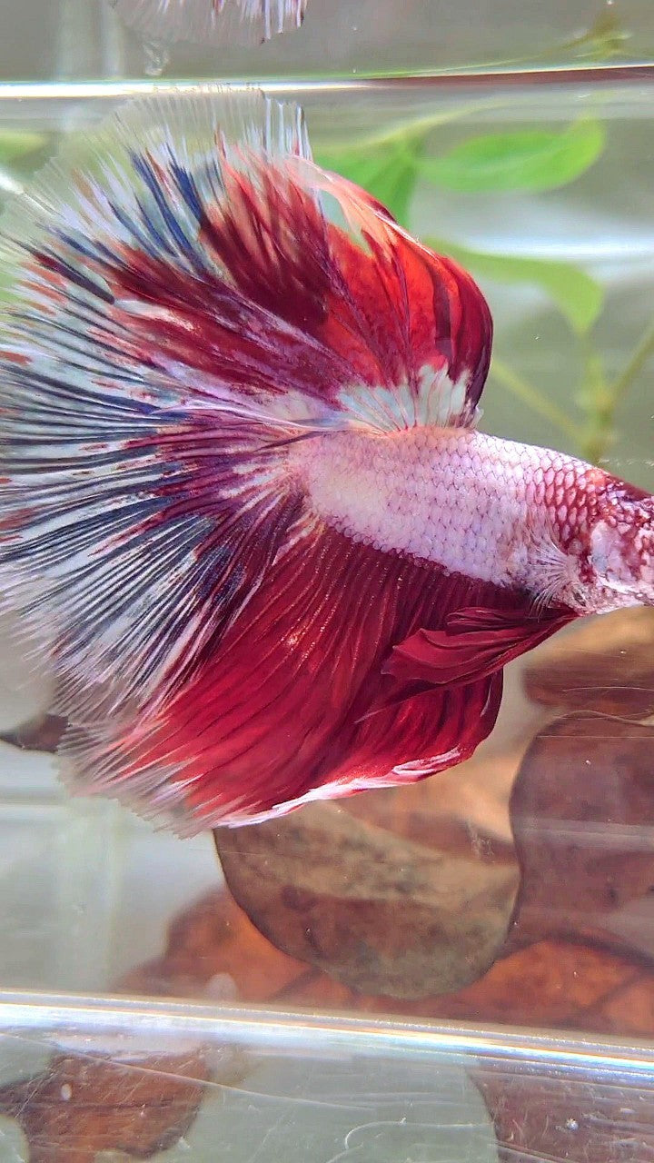 XL HALFMOON OVERTAIL ROSETAIL ROT WEIß FANTASTISCHER MEHRFARBIGER BETTA-FISCH