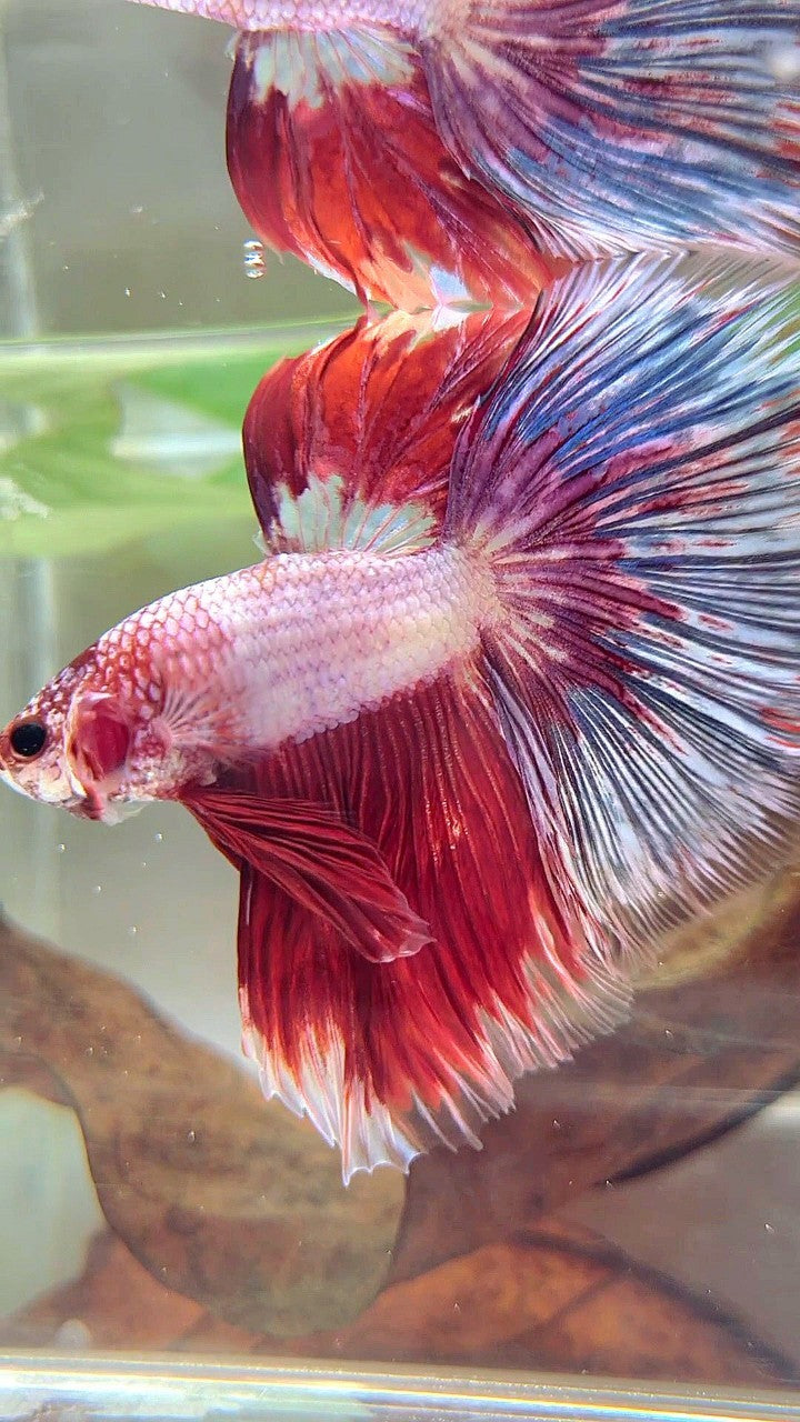 XL HALFMOON OVERTAIL ROSETAIL ROT WEIß FANTASTISCHER MEHRFARBIGER BETTA-FISCH