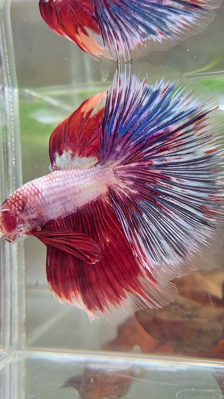 XL HALFMOON OVERTAIL ROSETAIL ROT WEIß FANTASTISCHER MEHRFARBIGER BETTA-FISCH