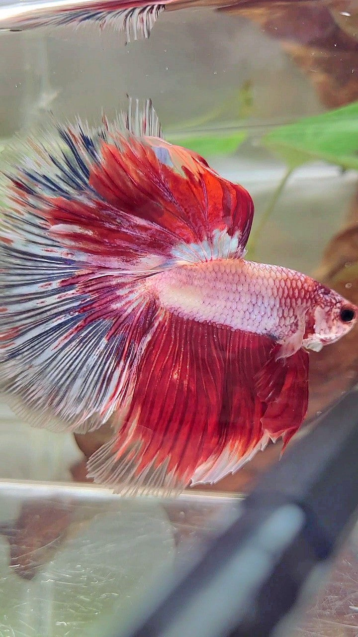 XL HALFMOON OVERTAIL ROSETAIL ROT WEIß FANTASTISCHER MEHRFARBIGER BETTA-FISCH