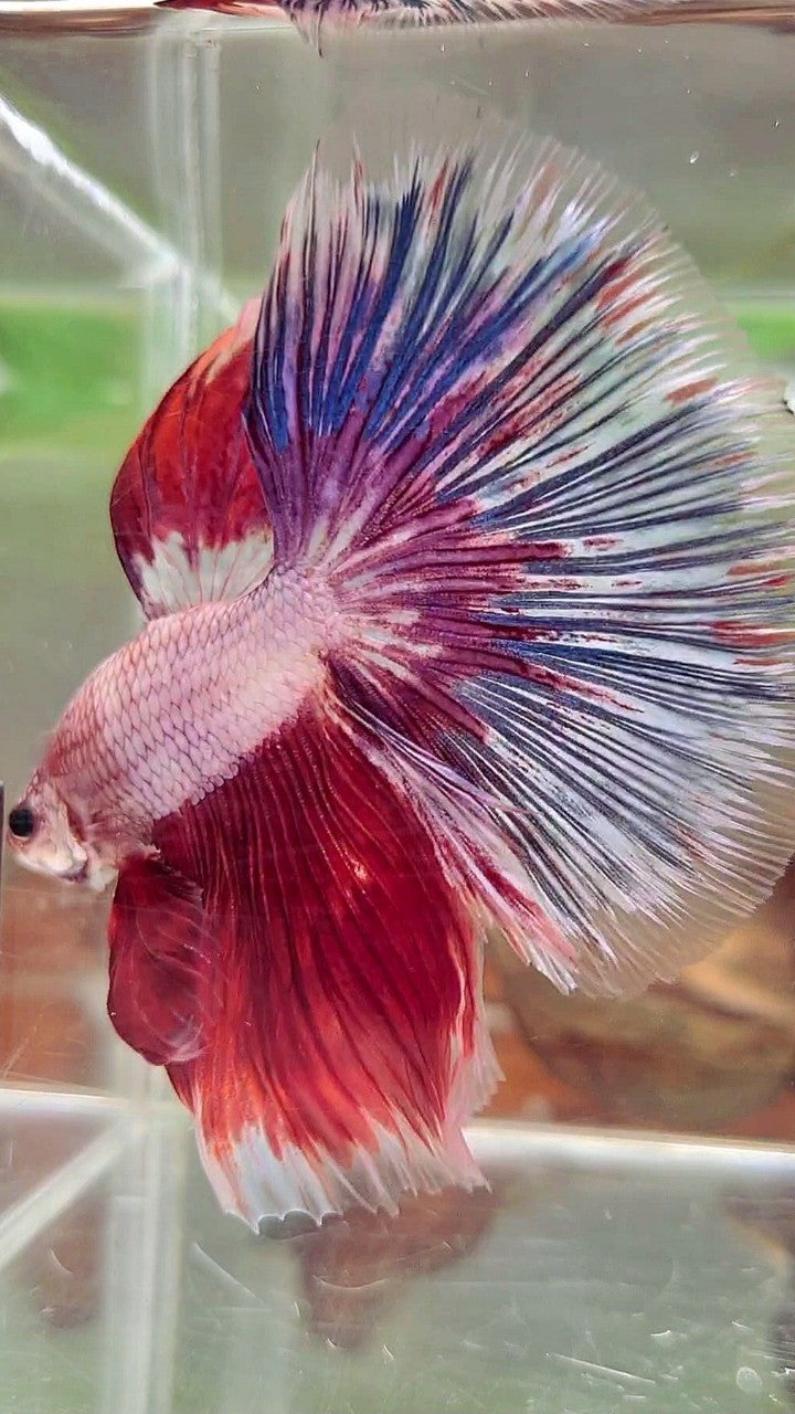 XL HALFMOON OVERTAIL ROSETAIL ROT WEIß FANTASTISCHER MEHRFARBIGER BETTA-FISCH