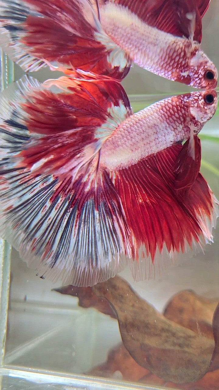 XL HALFMOON OVERTAIL ROSETAIL ROT WEIß FANTASTISCHER MEHRFARBIGER BETTA-FISCH