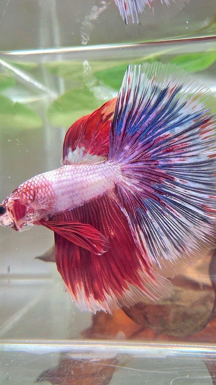 XL HALFMOON OVERTAIL ROSETAIL ROT WEIß FANTASTISCHER MEHRFARBIGER BETTA-FISCH