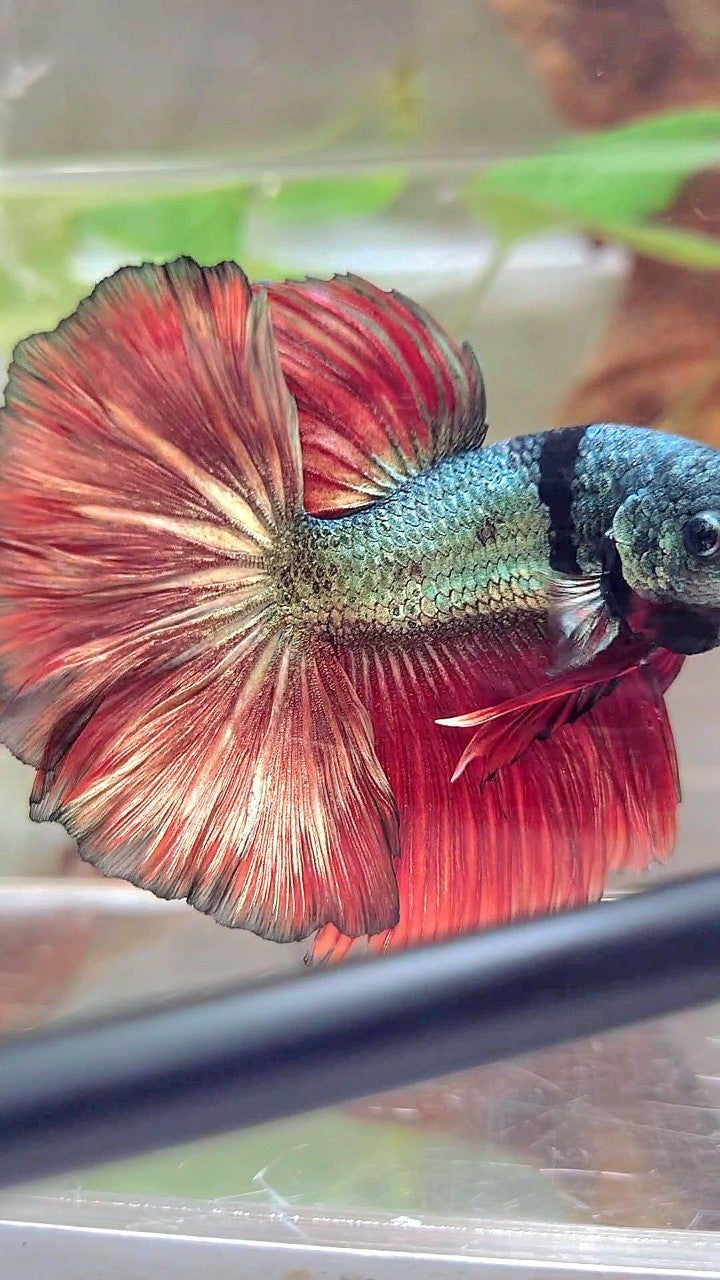 XL HALFMOON ROSETAIL RED COPPER ARMY UNIQUE BLACK BETTA FISH