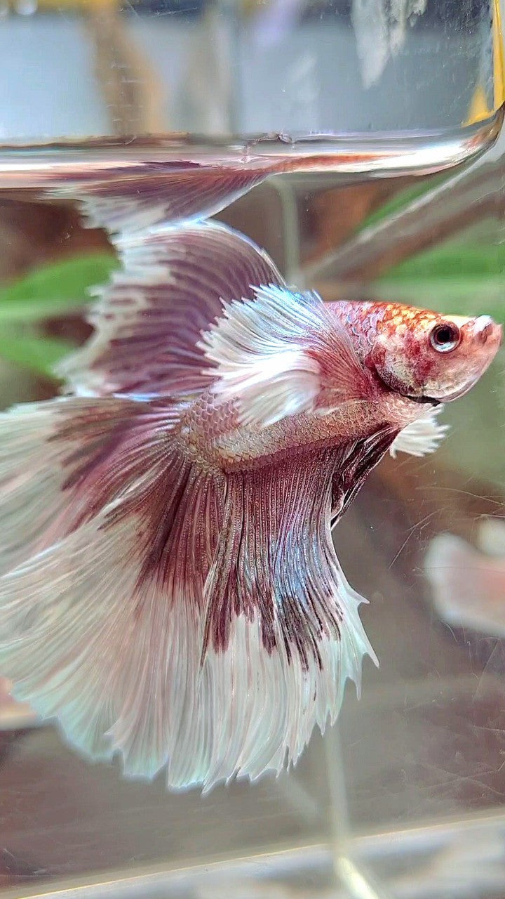 XL HALFMOON DOUBLE TAIL DUMBO EAR ROSEGOLD BUTTERFLY BETTA FISH