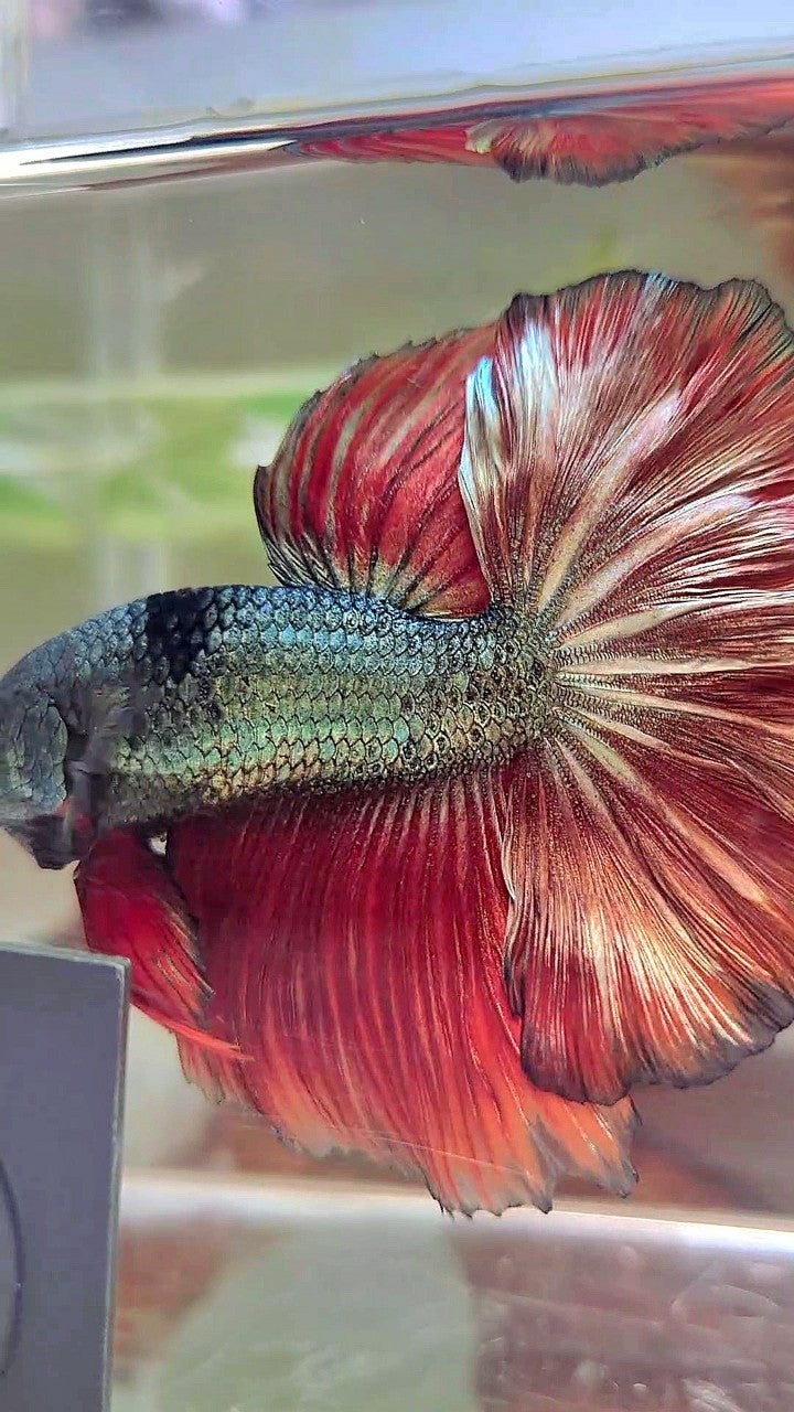 XL HALFMOON ROSETAIL RED COPPER ARMY UNIQUE BLACK BETTA FISH