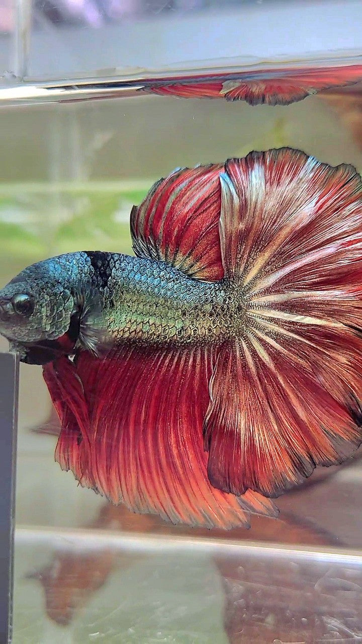 XL HALFMOON ROSETAIL RED COPPER ARMY UNIQUE BLACK BETTA FISH