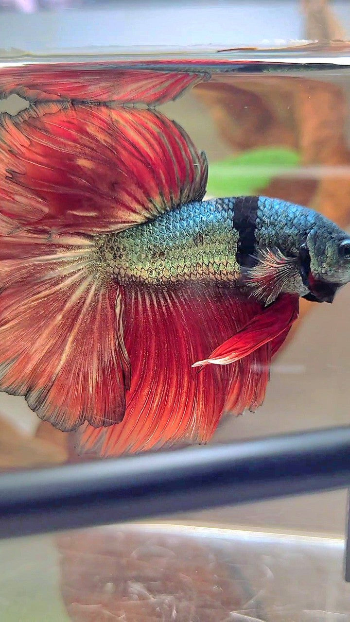 XL HALFMOON ROSETAIL RED COPPER ARMY UNIQUE BLACK BETTA FISH