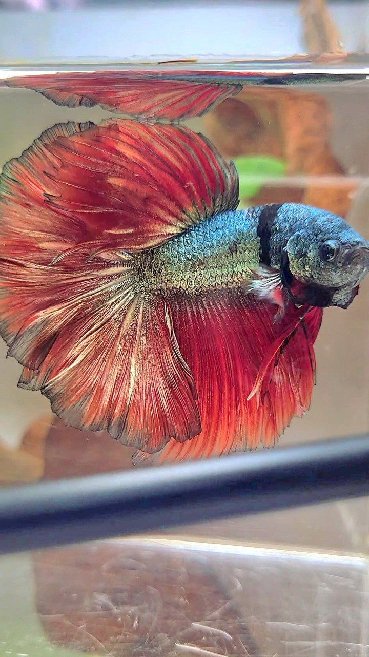 XL HALFMOON ROSETAIL RED COPPER ARMY UNIQUE BLACK BETTA FISH