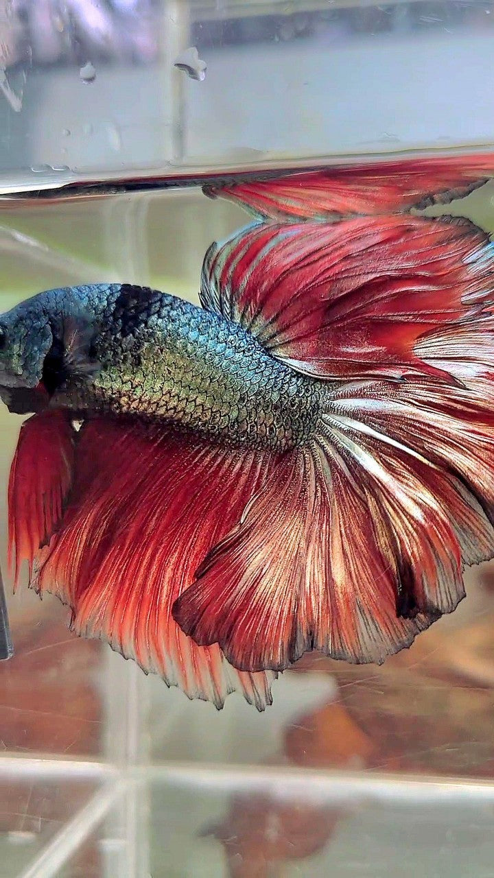 XL HALFMOON ROSETAIL RED COPPER ARMY UNIQUE BLACK BETTA FISH