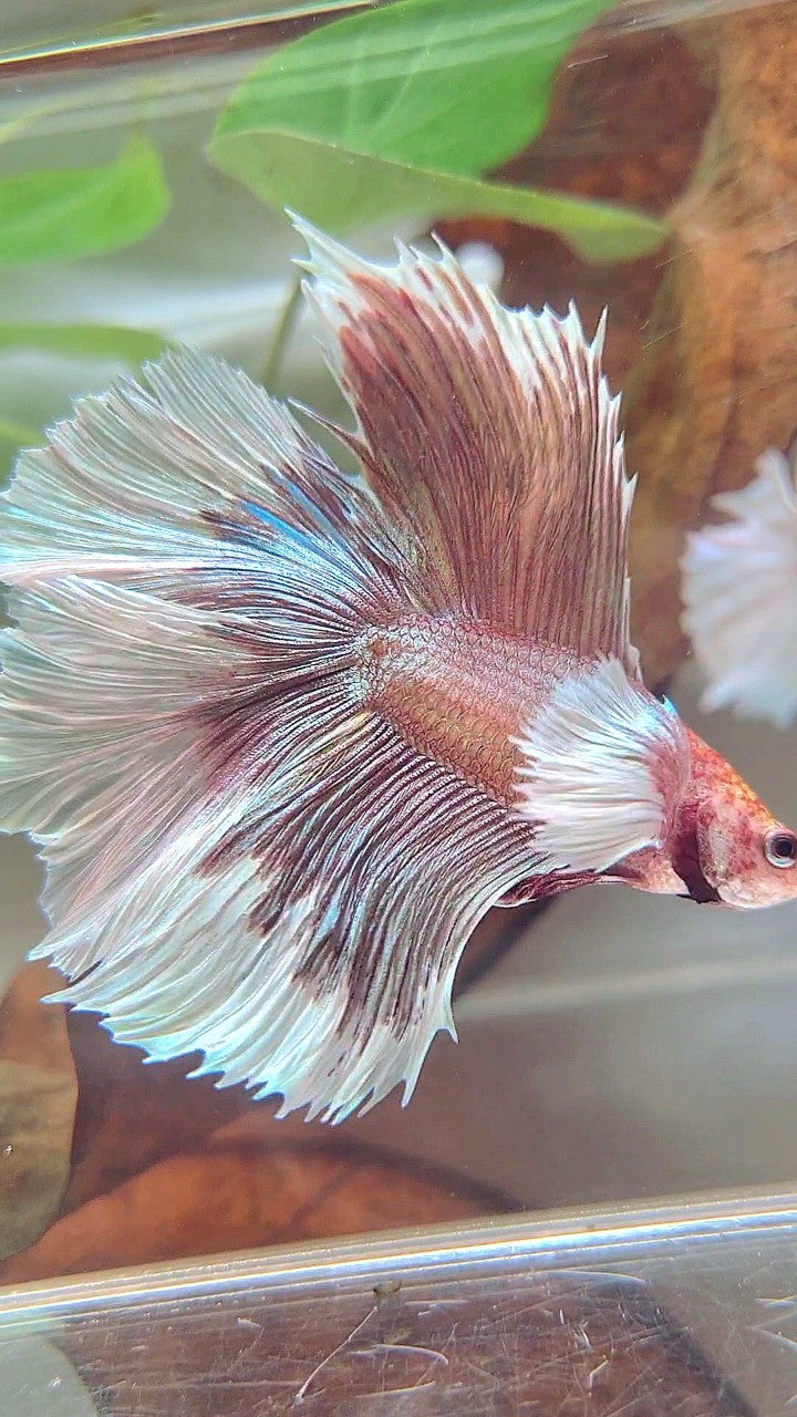 XL HALFMOON DOUBLE TAIL DUMBO EAR ROSEGOLD BUTTERFLY BETTA FISH