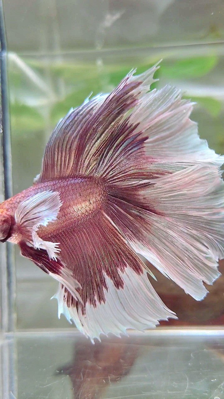 XL HALFMOON DOUBLE TAIL DUMBO EAR ROSEGOLD BUTTERFLY BETTA FISH