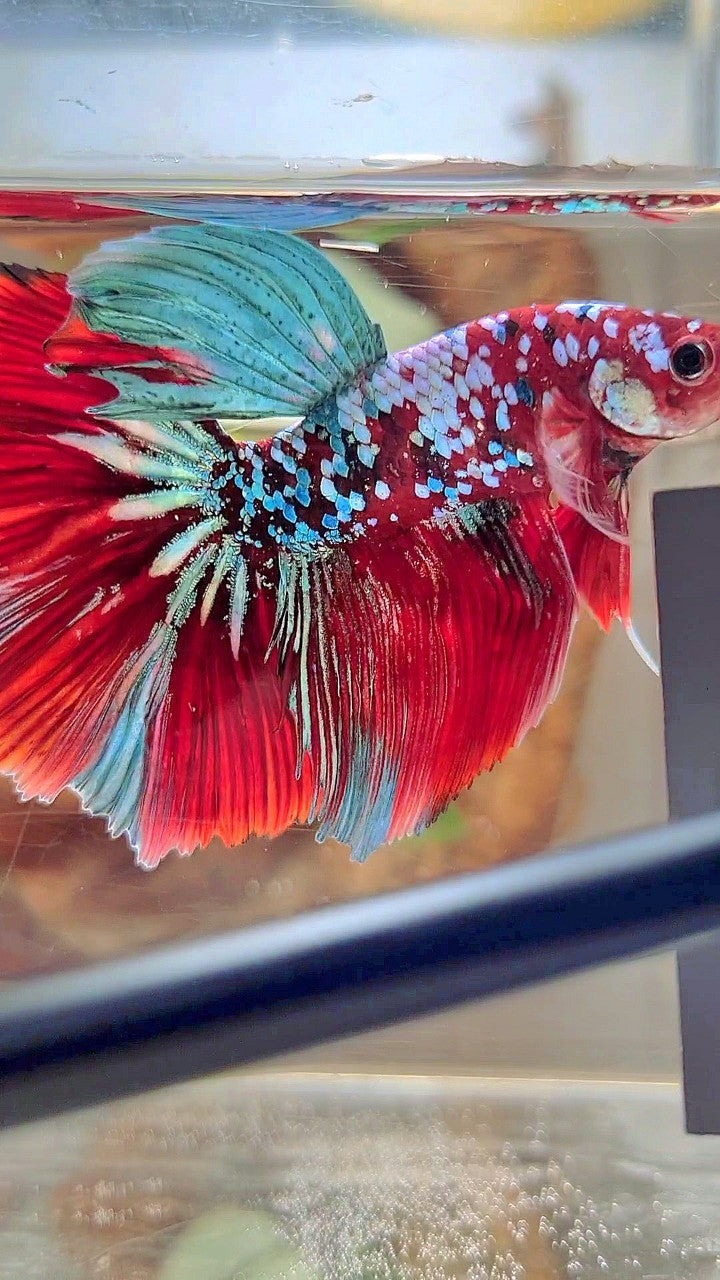 XL HALFMOON RED KOI GUARDIAN GALAXY MULTICOLOR BETTA FISH