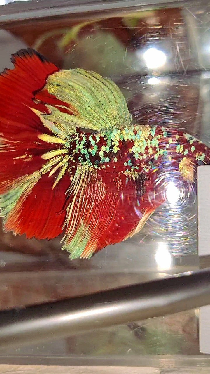 XL HALFMOON RED KOI GUARDIAN GALAXY MULTICOLOR BETTA FISH